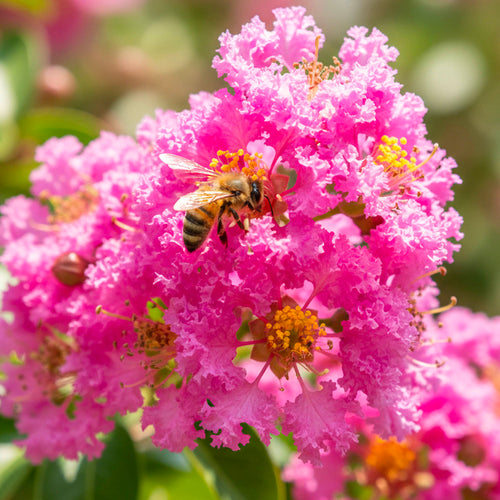 Lilas des Indes tressé Grue