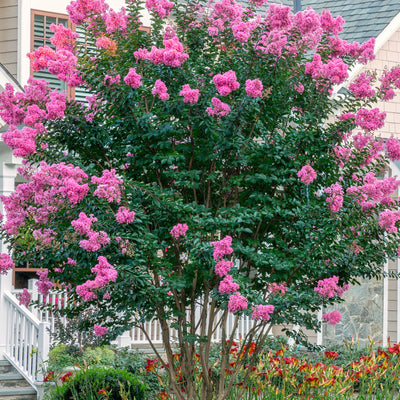 Lilas des indes en touffe (Lagerstroemia)