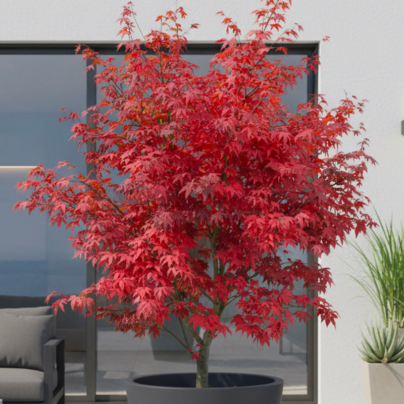 Acer Palmatum Osakazuki