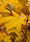 Image to render