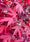 Image to render