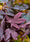 Image to render