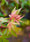 Image to render