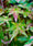 Image to render