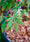 Image to render