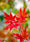 Image to render