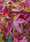 Image to render