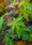 Image to render