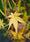 Image to render