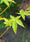 Image to render
