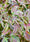 Image to render