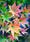 Image to render