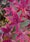 Image to render