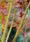 Image to render