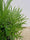 Lavande rose (Lavandula Angustifolia Rosea) 5 - Achat en ligne