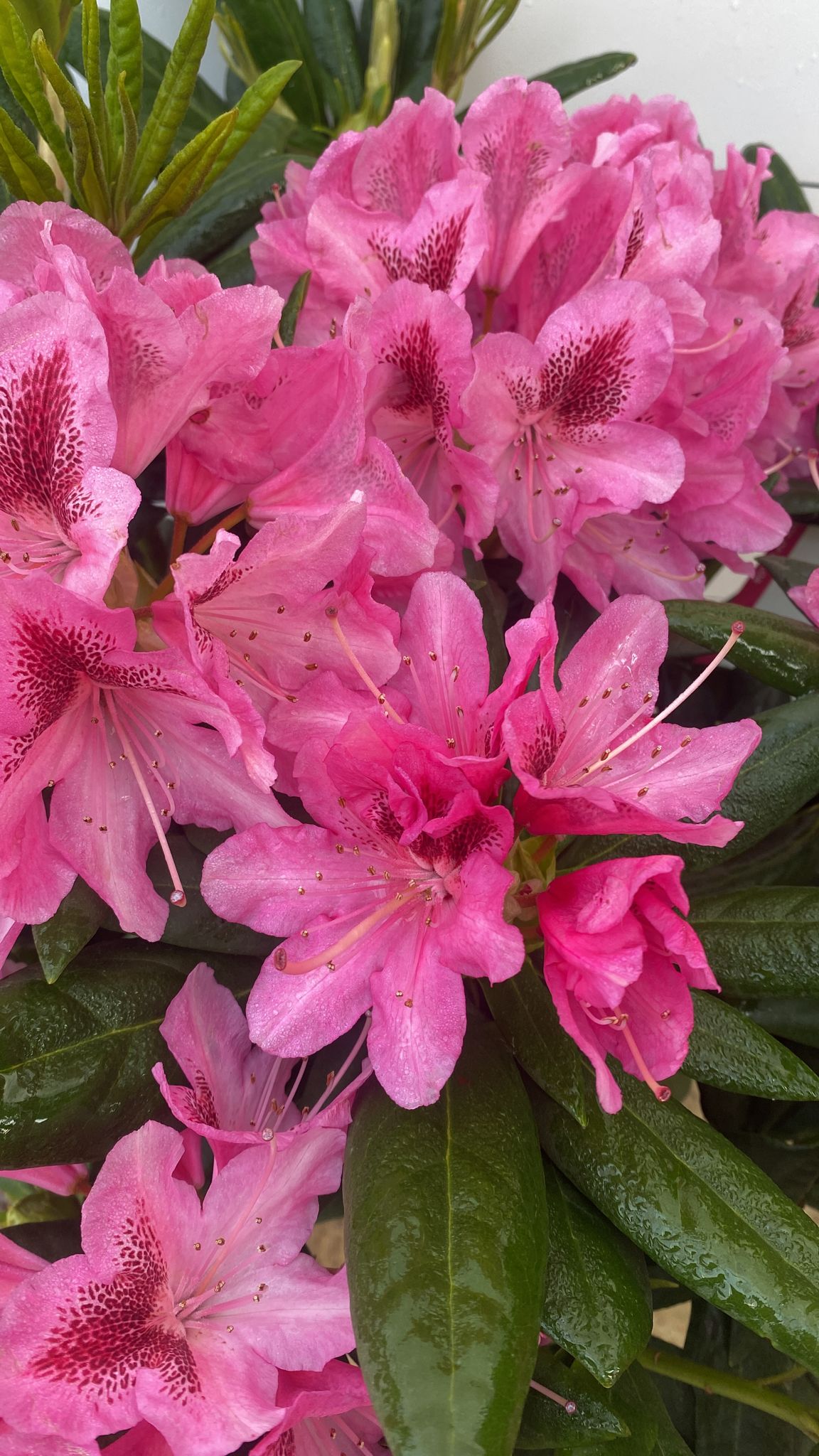 Rhododendron 4 - Achat en ligne