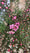 Image to render