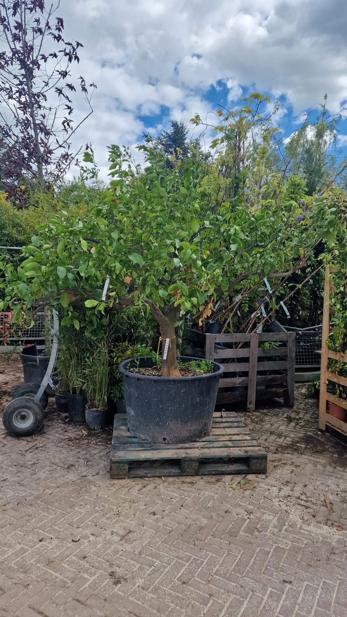 Citronnier Jaune Demi-Tige 2 - Achat en ligne