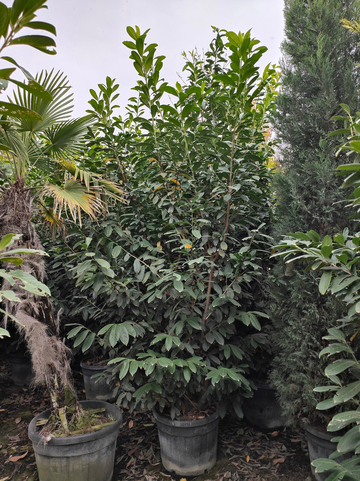 Laurier Palme (Prunus laurocerasus) 4 - Achat en ligne