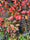 Image to render