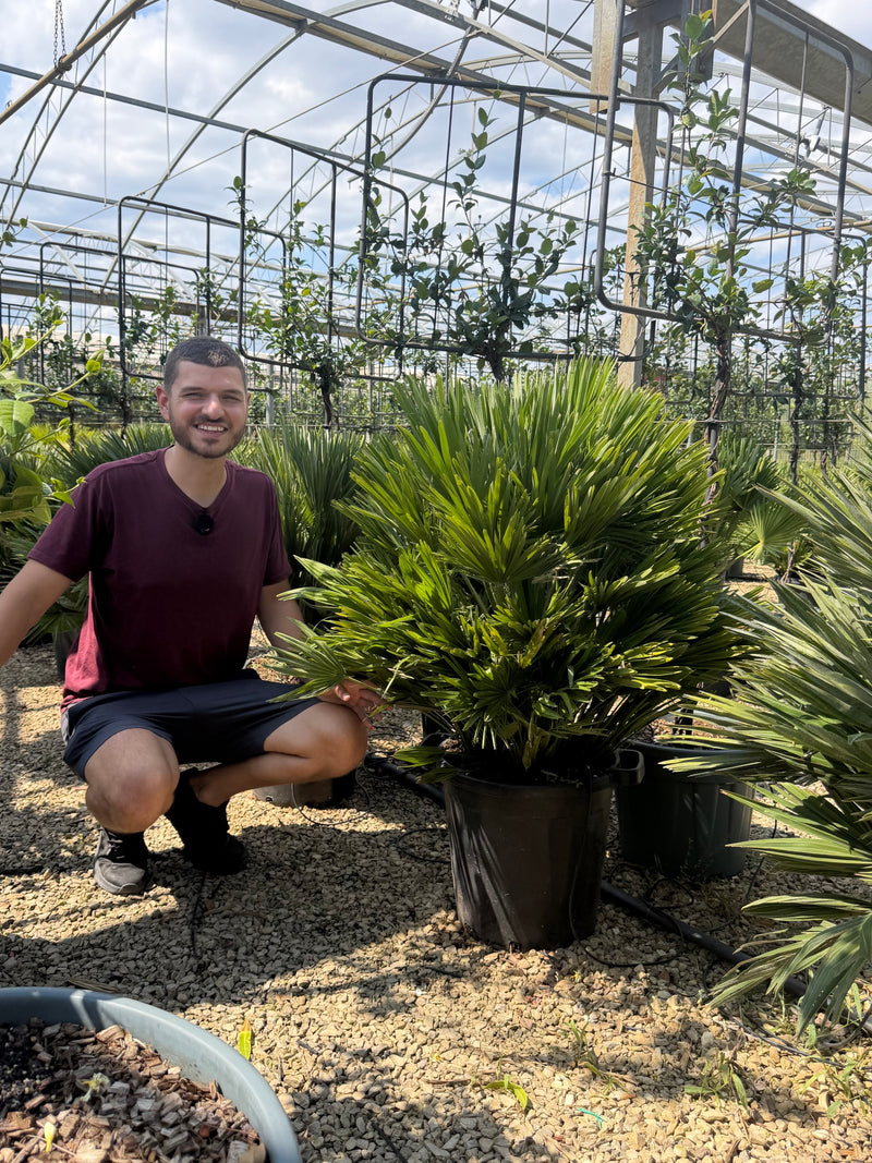Chamaerops humilis Vulcano (Palmier nain)