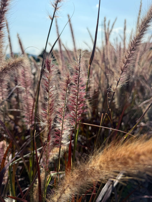 Herbe aux écouvillons pourpre (Pennisetum alopecuroides Black Beauty)