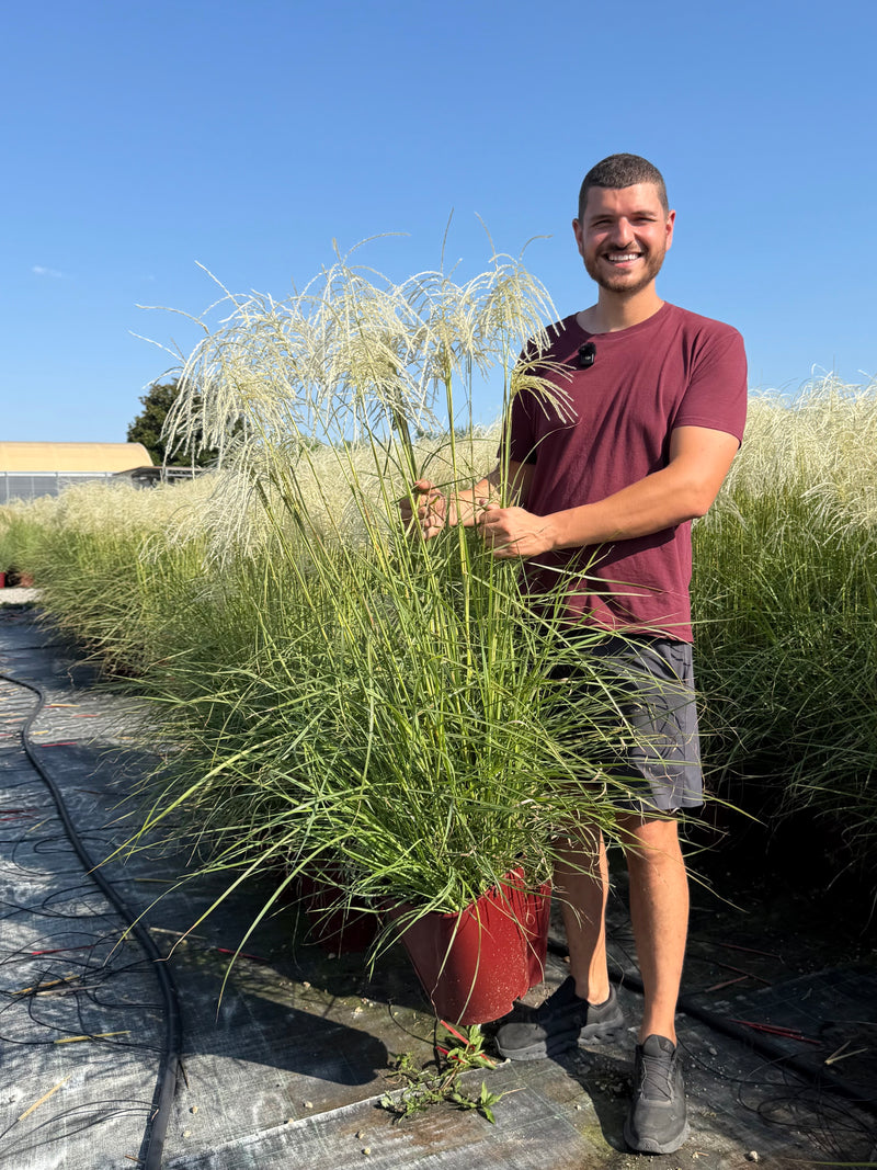 Roseau de Chine 'Pink Cloud' (Miscanthus Pink Cloud)