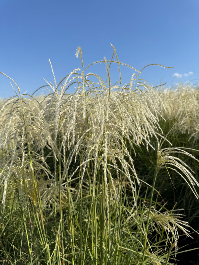 Roseau de Chine 'Pink Cloud' (Miscanthus Pink Cloud)