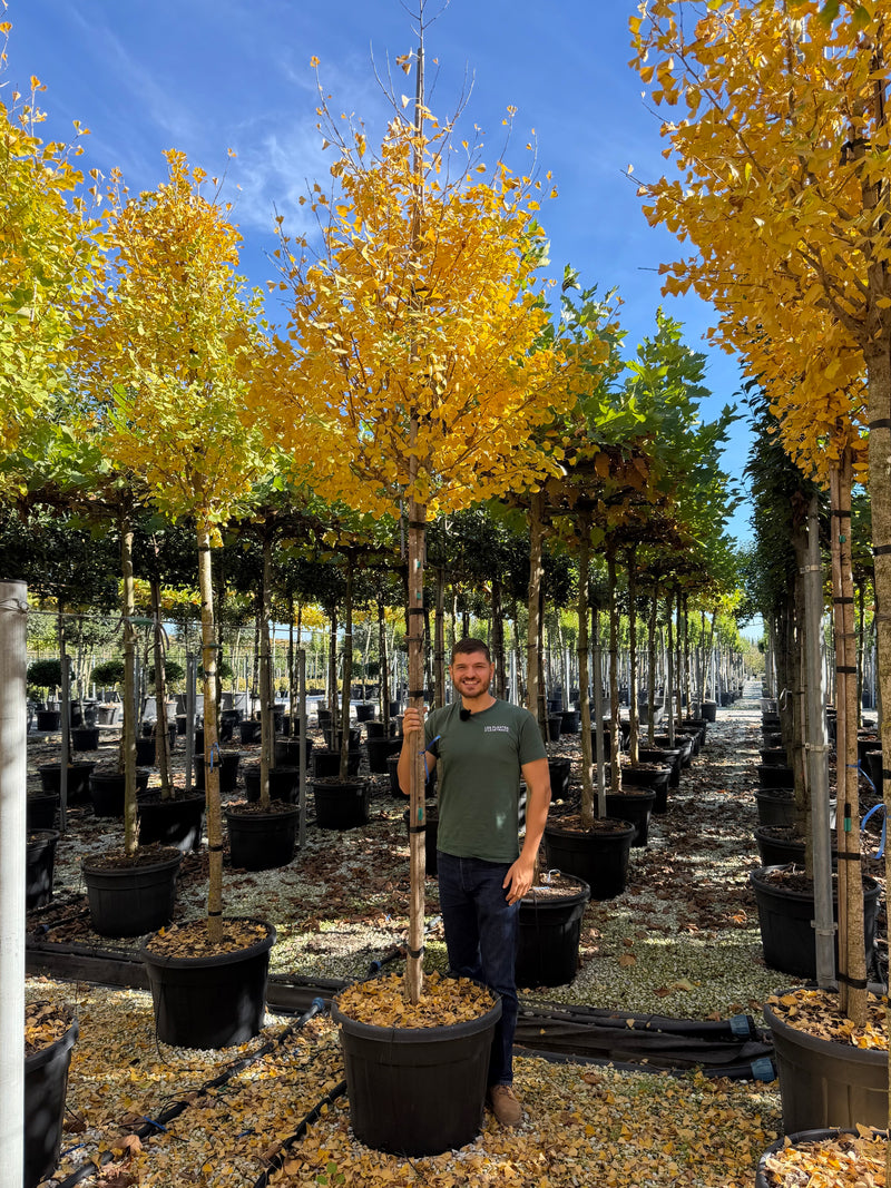 Ginkgo Biloba Fastigiata Blagon en tige