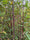 Image to render