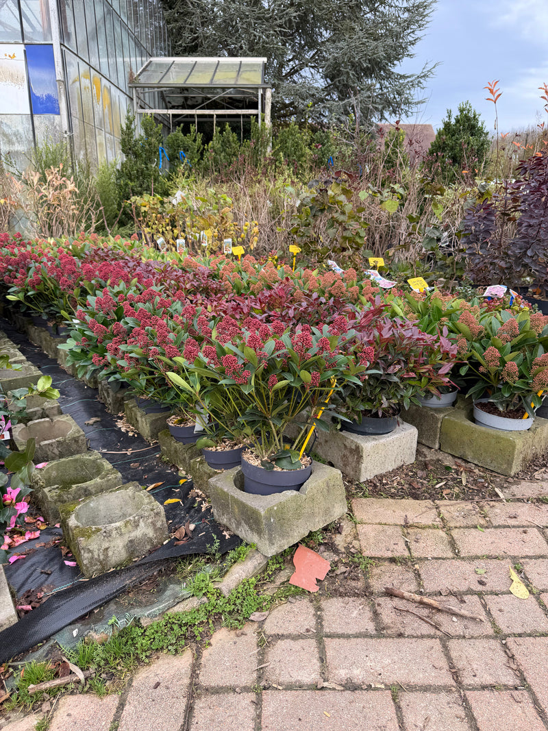 Skimmia du Japon (Skimmia Japonica Rubella)