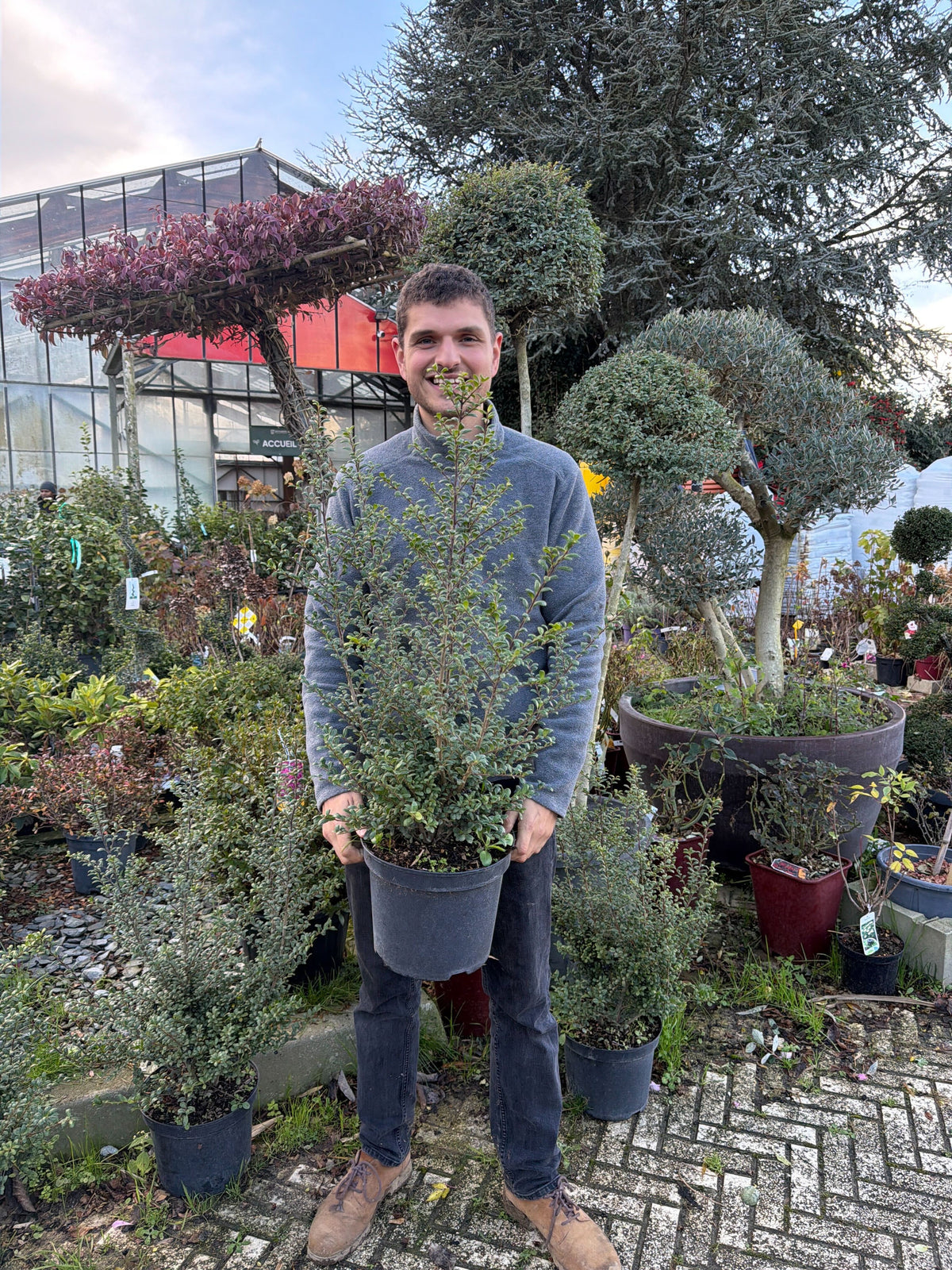 Houx Crénelé en touffe (Ilex Crenata)