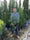 Image to render