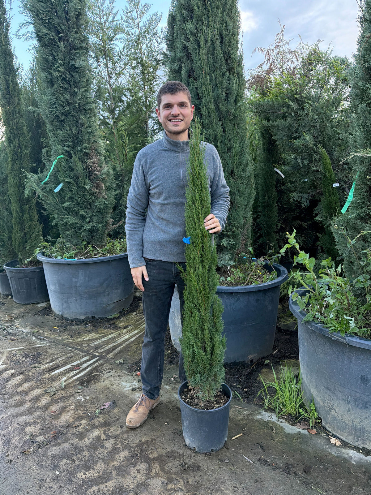 Cyprès de Provence (Commun)