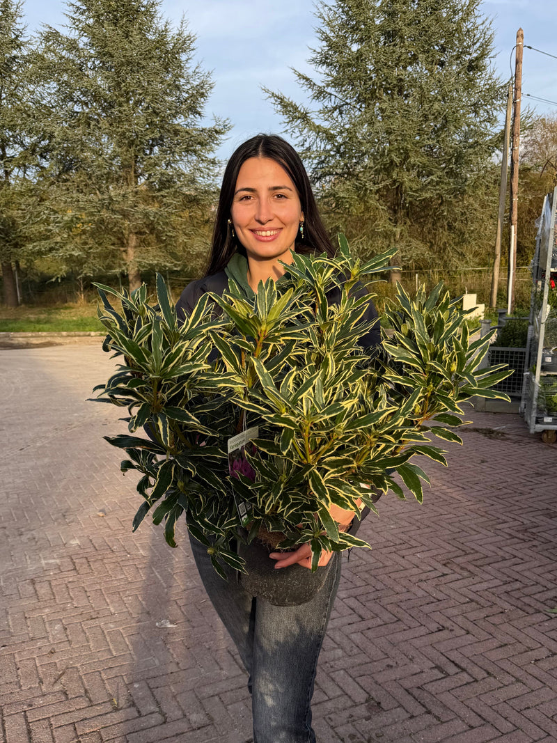 Rhododendron Panaché (Rhododendron Ponticum ‘Variegatum’)