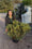 Image to render