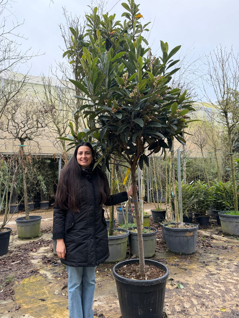 Néflier du Japon en demi-tige