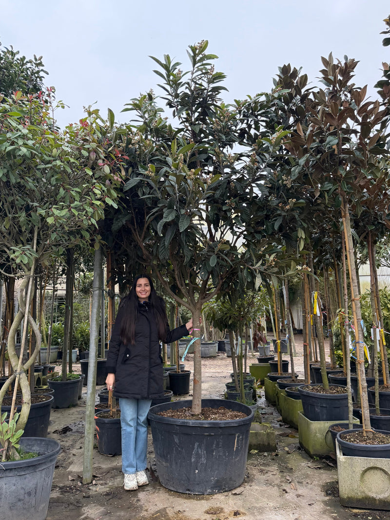 Néflier du Japon en demi-tige