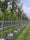 Image to render