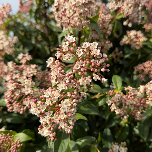 Laurier-tin en Demi-tige (Viburnum tinus)