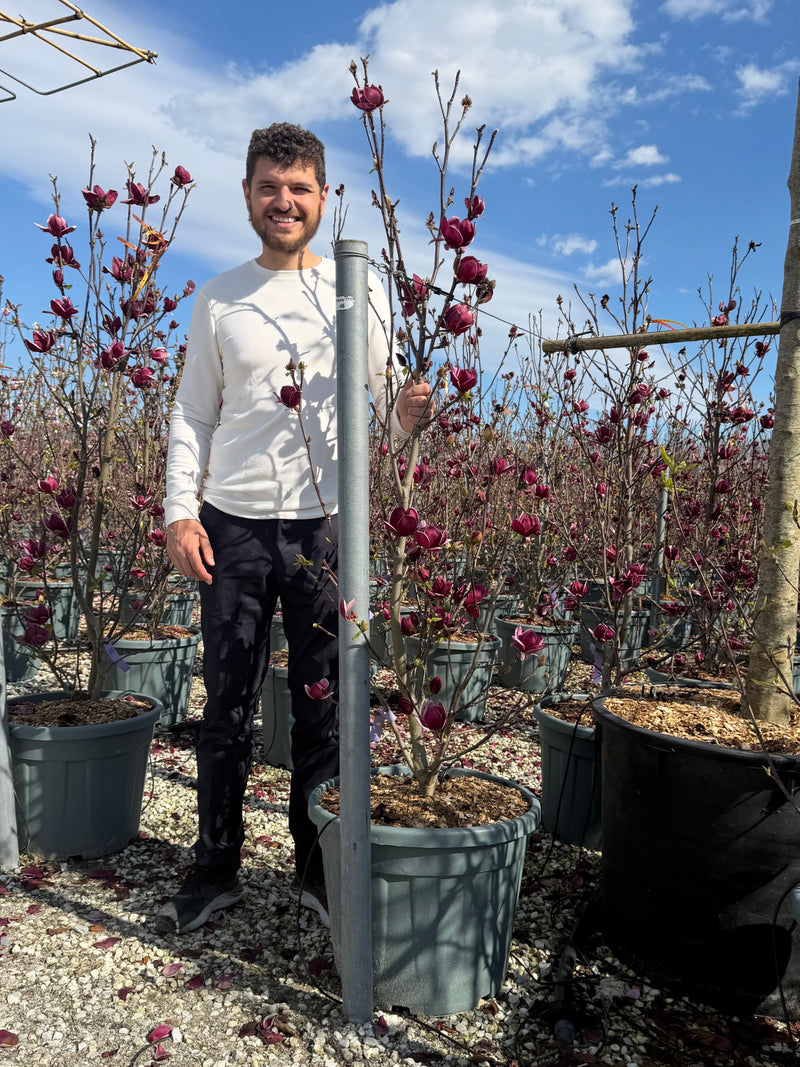 Magnolia Rouge Genie