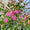 Lilas des indes tressé (Lagerstroemia) 2 - Achat en ligne