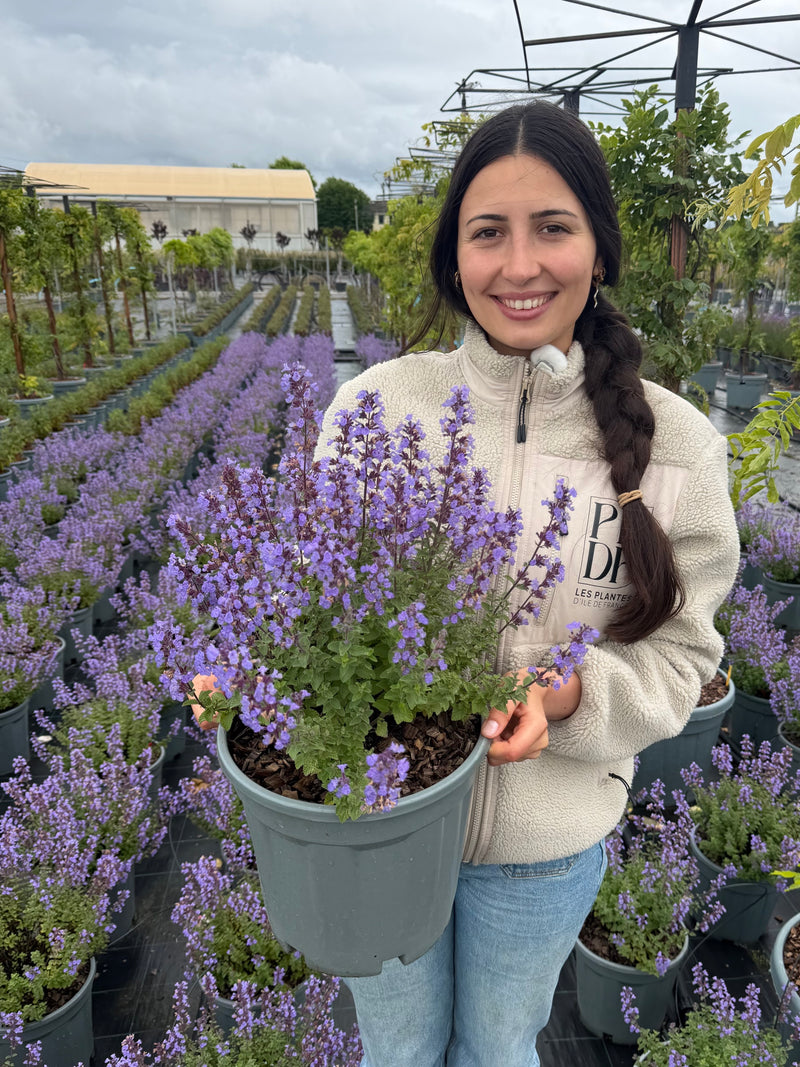 Nepeta Faassenii (Cataire)