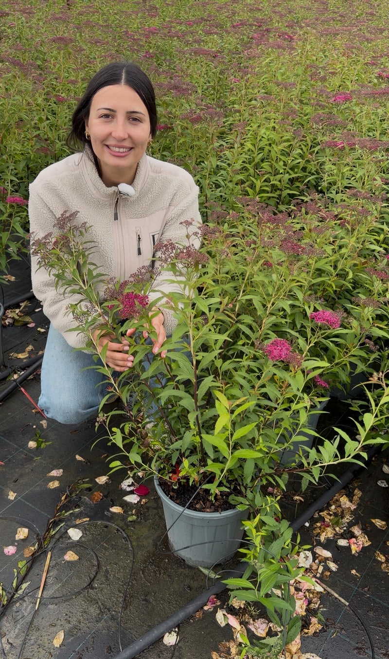 Spirée du Japon rose