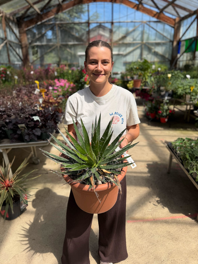 Agave multifilifera (Agave des montagnes)