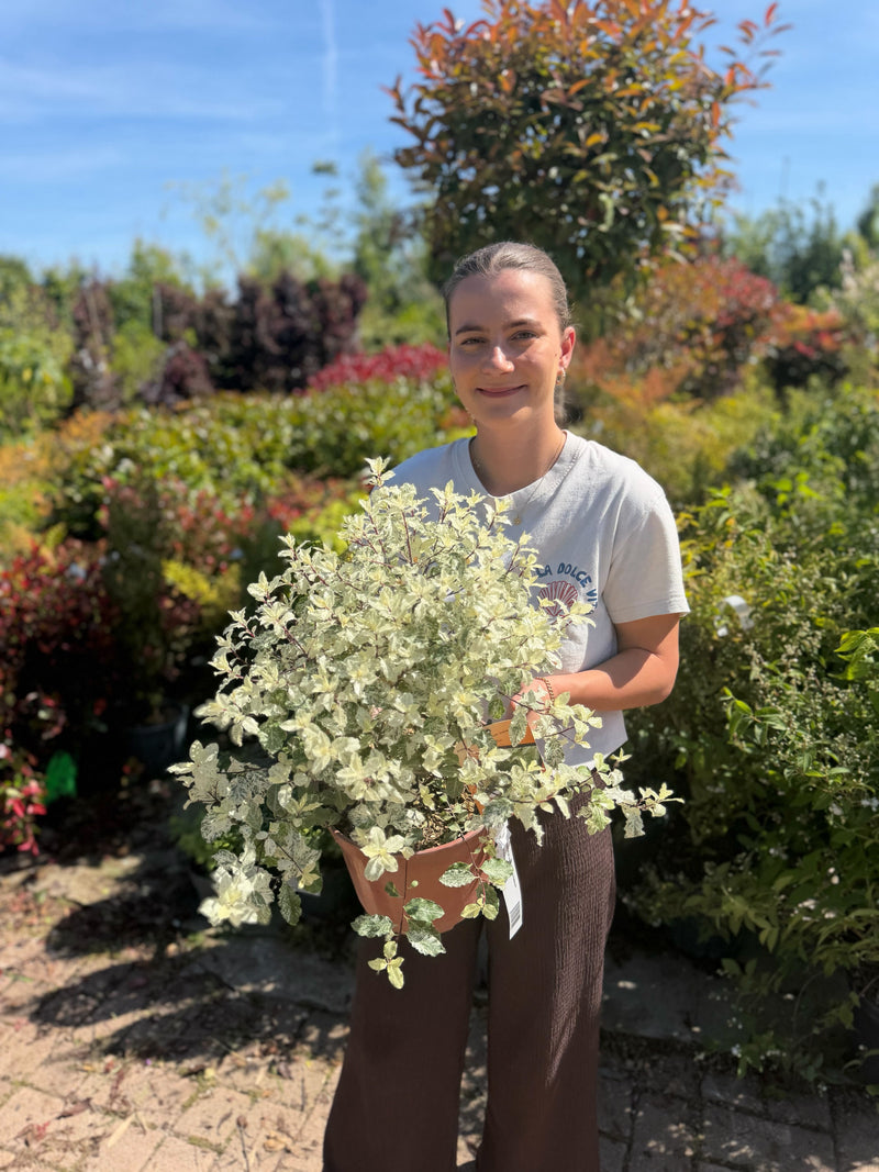 Pittosporum tenuifolium 'Irene Patterson'