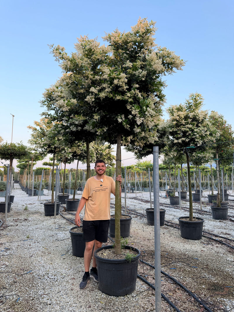 Troène du Texas en tige (Ligustrum japonicum Texanum)