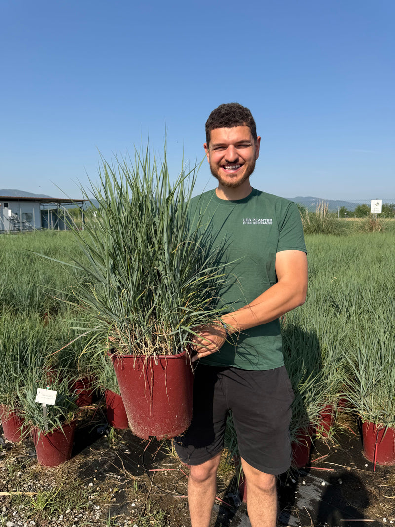 Panicum Virgatum Prairie Sky