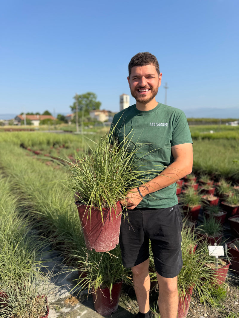 Roseau de Chine 'Red Chief' (Miscanthus sinensis Red Chief)