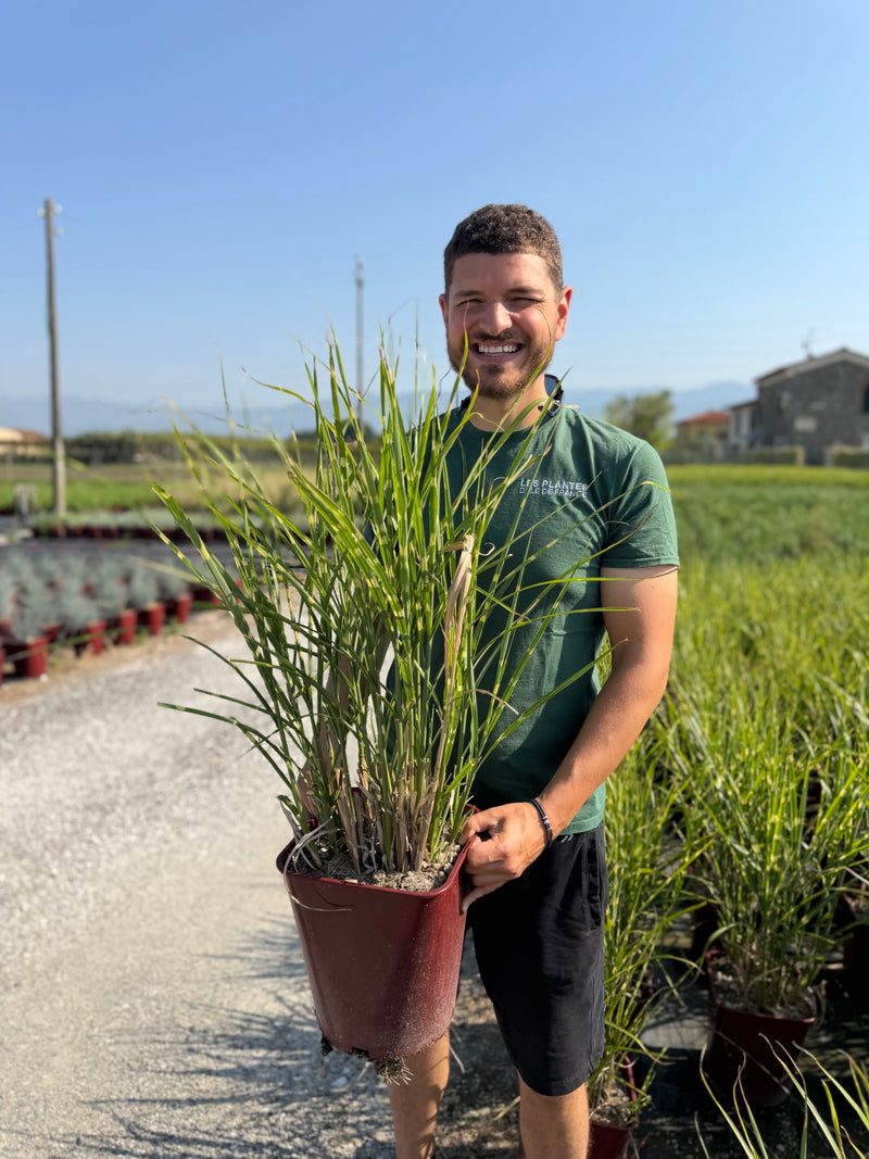 Roseau de Chine 'Strictus' (Miscanthus sinensis Strictus)